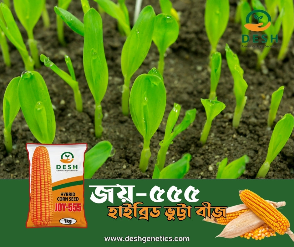 হাইব্রিড ভূট্টা- জয়-৫৫৫।জেনেটিক্স এগ্রো।Hybrid Maize-Joy 555।Genetics Agro
