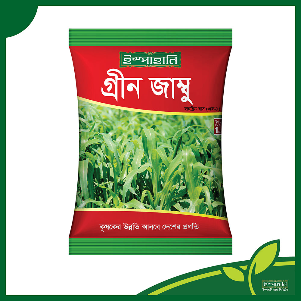 হাইব্রিড ঘাস- গ্রীণ জাম্বু ।সবুজ ঘাস।ইস্পাহানি এগ্রো।Hybrid grass-Green Jambo । Ispahani Agro