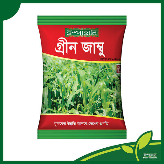 হাইব্রিড ঘাস- গ্রীণ জাম্বু ।সবুজ ঘাস।ইস্পাহানি এগ্রো।Hybrid grass-Green Jambo । Ispahani Agro