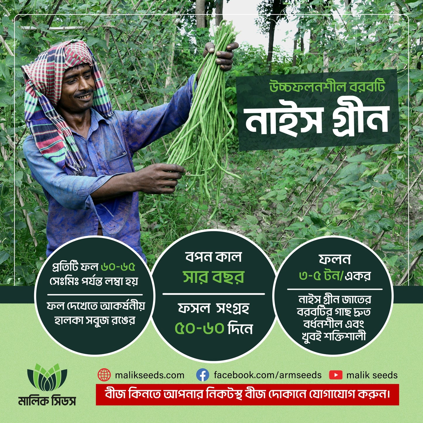 উচ্চ ফলনশীল বরবটি-নাইস গ্রীন।এ আর মালিক সীডস।Yard long-Nice Green।AR Malik Seeds