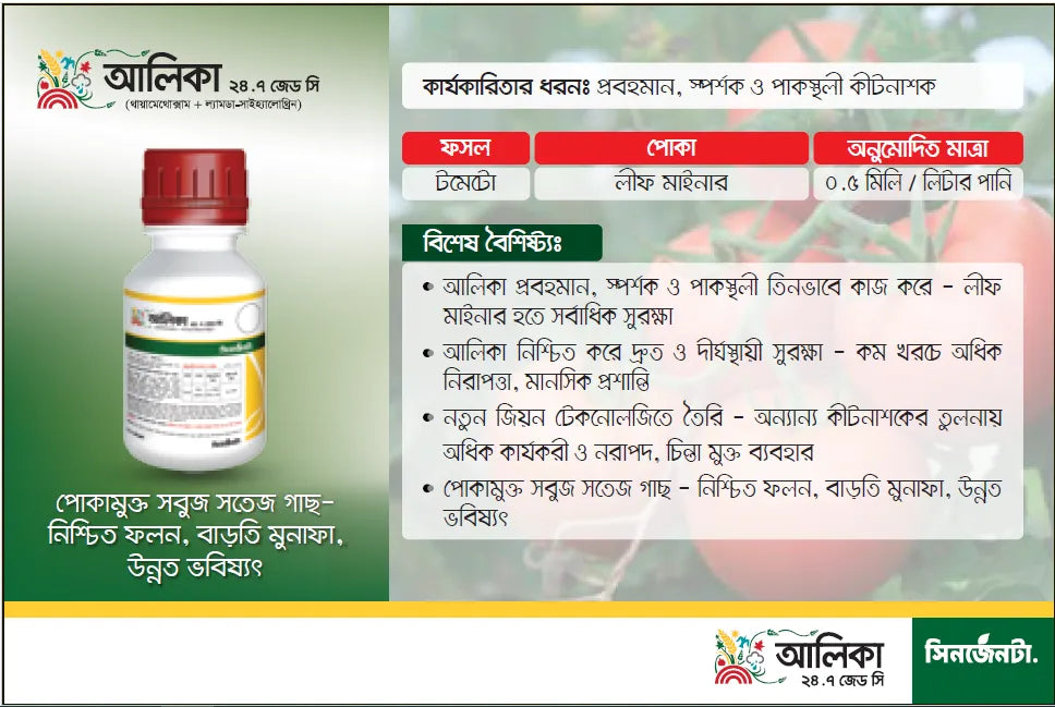 আলিকা