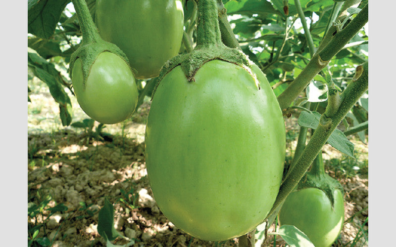 হাইব্রিড বেগুন বীজ-পূর্বাণী|লালতীর|Hybrid Egg Plant Seed-Purbani|Lal Teer