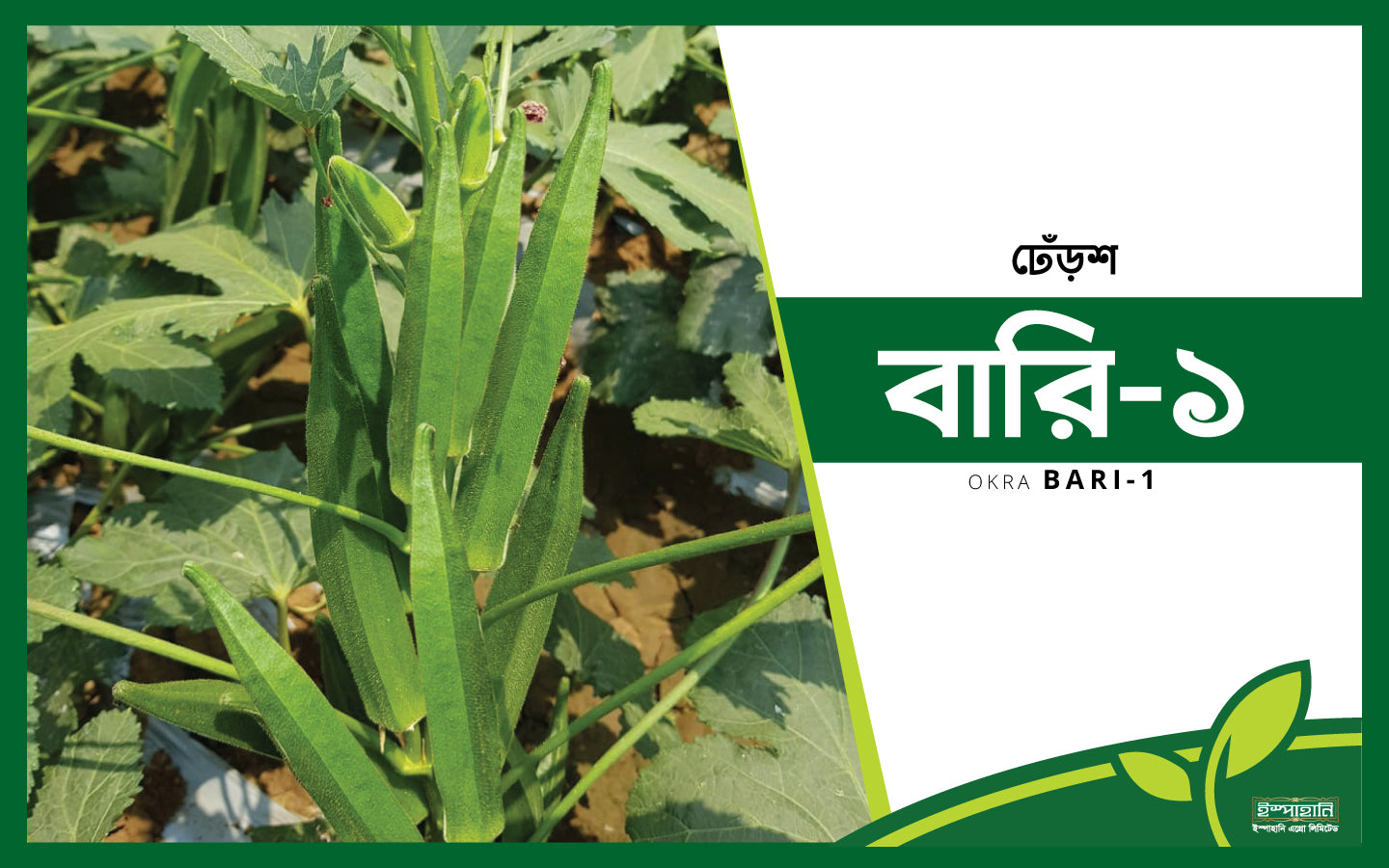 বারি ঢেড়স-১|হাইব্রিড ঢেঁড়স বীজ|ইস্পাহানি এগ্রো