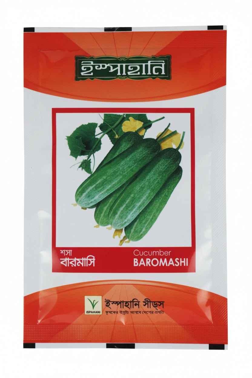 বারোমাসি-শসা বীজ|ইস্পাহানি এগ্রো|Baromashi-Cucumber|Ispahani Agro