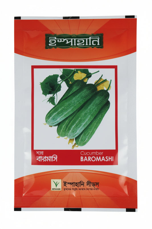 বারোমাসি-শসা বীজ|ইস্পাহানি এগ্রো|Baromashi-Cucumber|Ispahani Agro