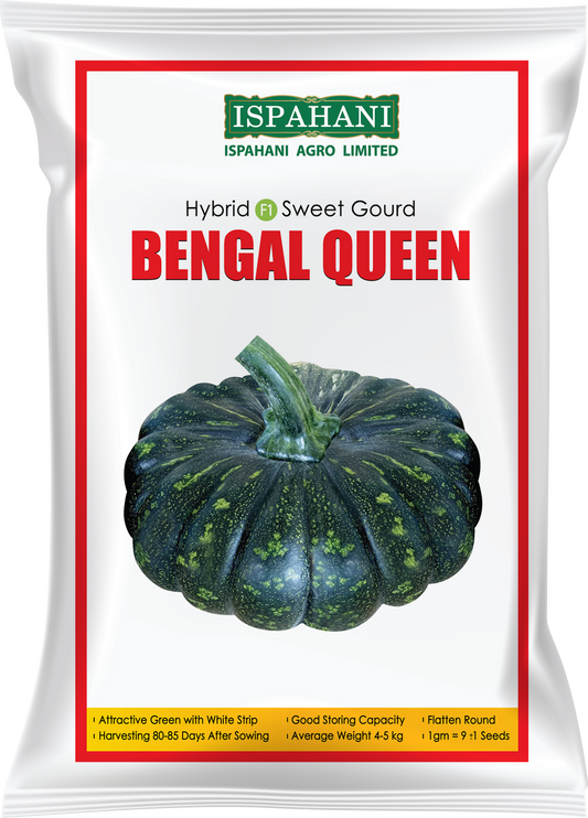 হাইব্রিড মিষ্টিকুমড়া বেঙ্গল কুইন