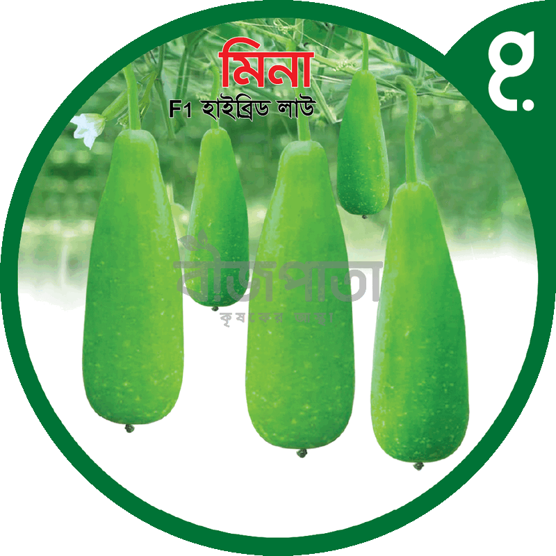 মিনা এফ১-হাইব্রিড  লাউ  বীজ|বীজপাতা|Mina F1-Bottle Gourd Seed|Bizpata