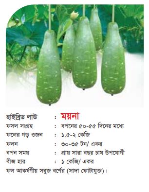 হাইব্রিড লাউ ময়না।এ সি আই সীড।Hybrid Bottle Groud।ACI Seed