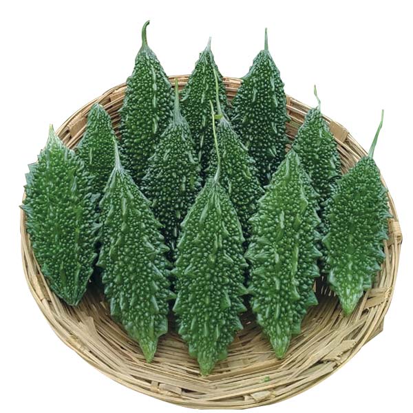 হাইব্রিড মাঝারি করলা-দূর্বার।এ আর মালিক সীডস।Hybrid Bitter Gourd-Durbar।AR Malik Seeds