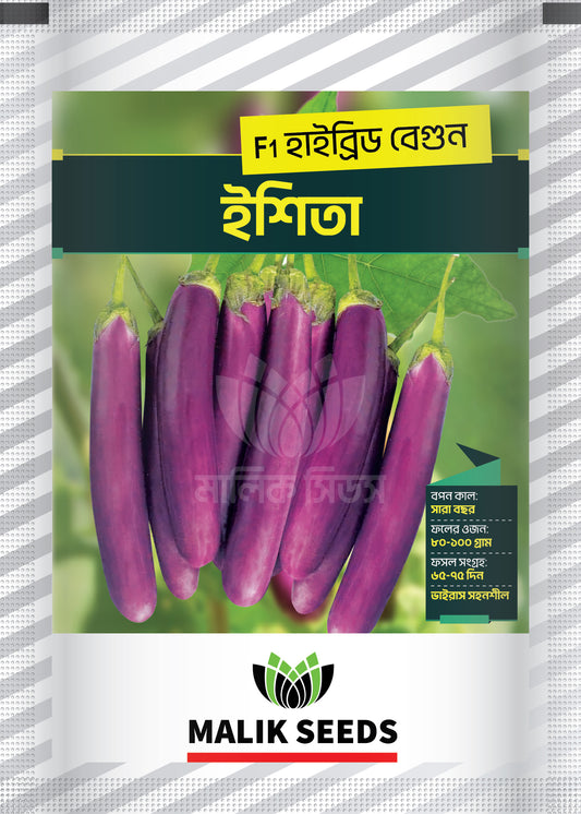 হাইব্রিড বেগুন-ইশিতা।এ আর মালিক সীডস।Hybrid Brinjal-Eshita।AR Malik Seeds