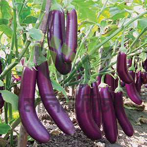 হাইব্রিড বেগুন-ইশিতা।এ আর মালিক সীডস।Hybrid Brinjal-Eshita।AR Malik Seeds