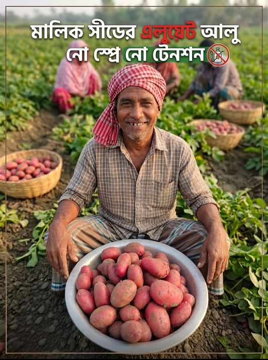 লাল আলু বীজ-এলুয়েট(Alouette)। এ আর মালিক সীডস।অগ্রীম বুকিং চলছে
