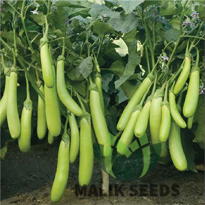 হাইব্রিড বেগুন- গ্রীন লঙ ।এ আর মালিক সীডস।Hybrid Brinjal Green Long।AR Malik Seeds