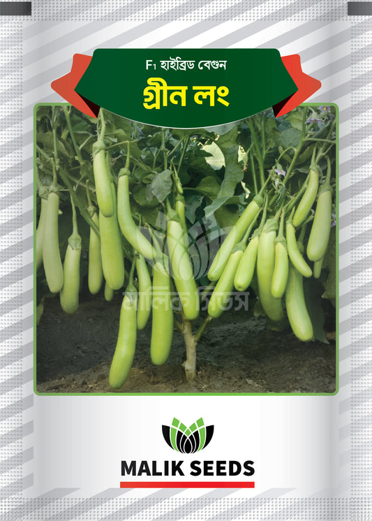 হাইব্রিড বেগুন- গ্রীন লঙ ।এ আর মালিক সীডস।Hybrid Brinjal Green Long।AR Malik Seeds