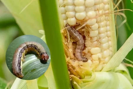 Halal Agro Tech ভূট্টার কাটোই পোকা