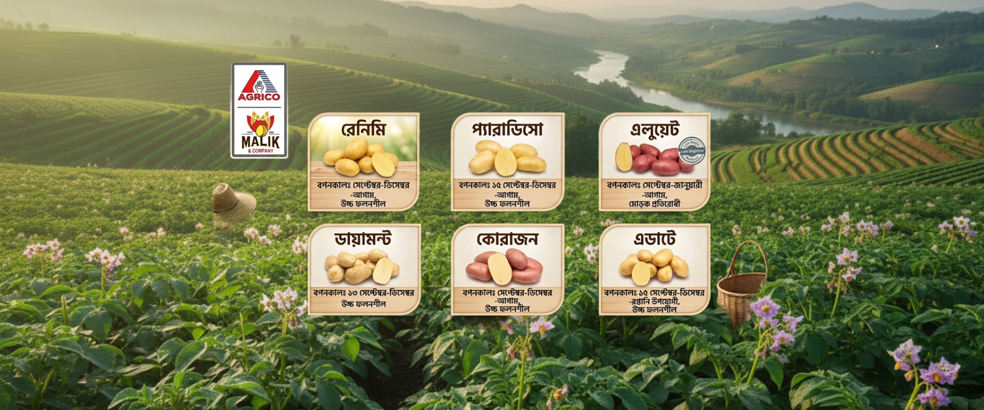 Malik Seed potato promotion banner on Halal Agro Tech