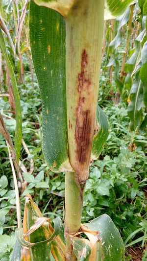 Halal Agro Tech - ভূট্টার কাণ্ড পচা রোগ