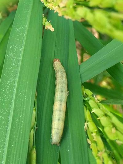 Halal Agro Tech ভূট্টার লেদা পোকা