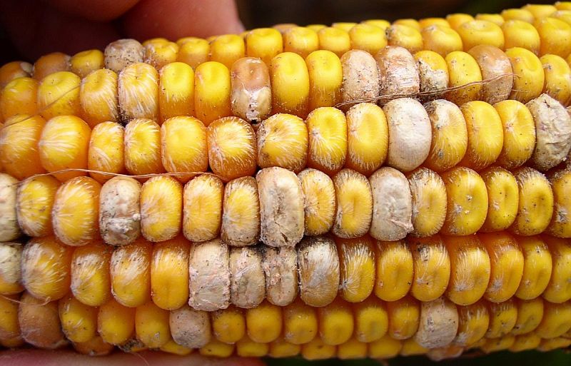 Halal Agro Tech ভুট্টার মুচা ও দানা পচা রোগ
