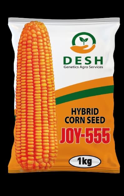 হাইব্রিড ভূট্টা- জয়-৫৫৫।জেনেটিক্স এগ্রো।Hybrid Maize-Joy 555।Genetics Agro