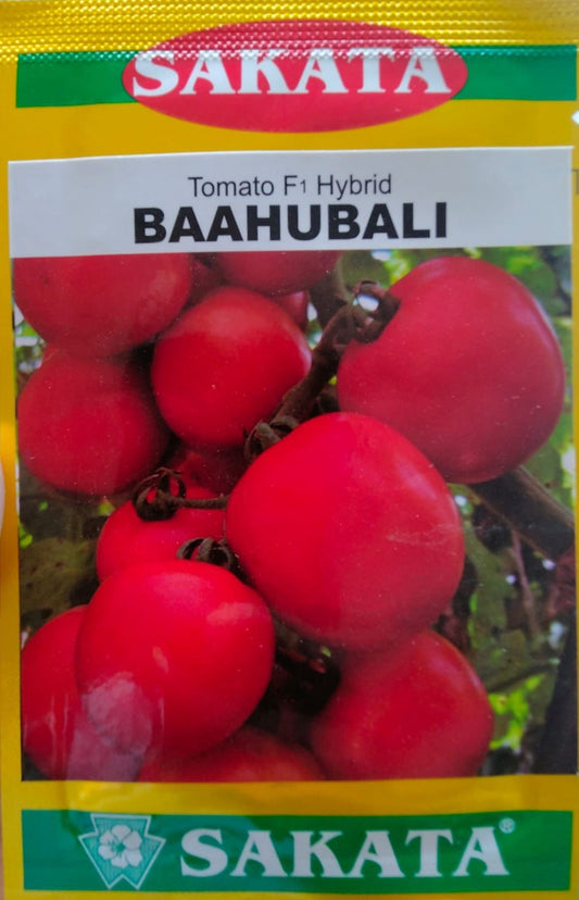 হাইব্রিড টমেটো বাহুবলী