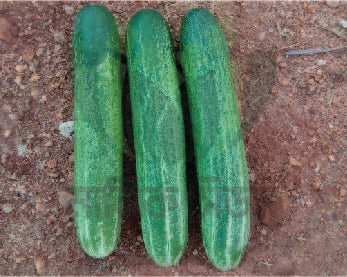 হাইব্রিড শসা-আইস গ্রীন।এ আর মালিক সীডস।Hybrid Cucumber Ice Green।AR Malik Seeds