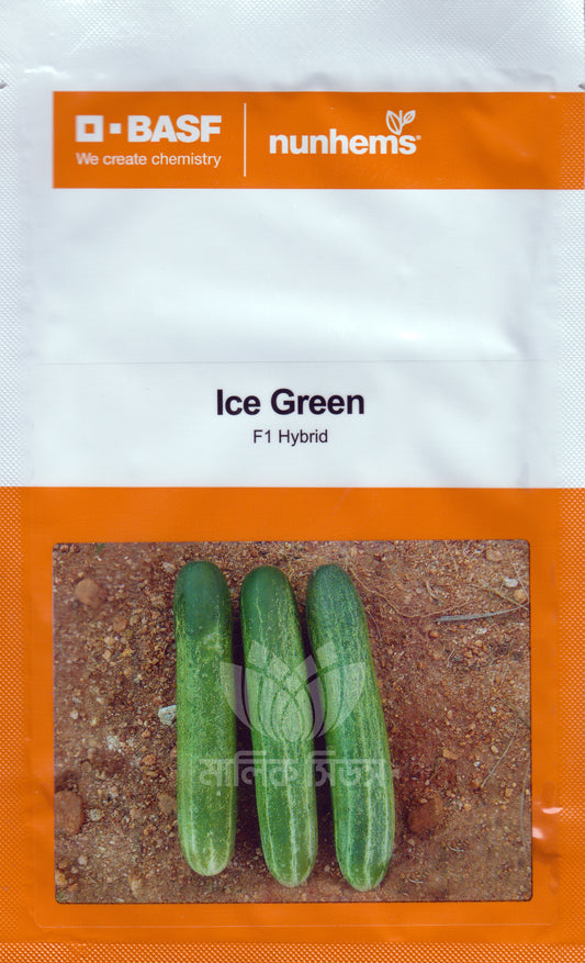 হাইব্রিড শসা-আইস গ্রীন।এ আর মালিক সীডস।Hybrid Cucumber Ice Green।AR Malik Seeds