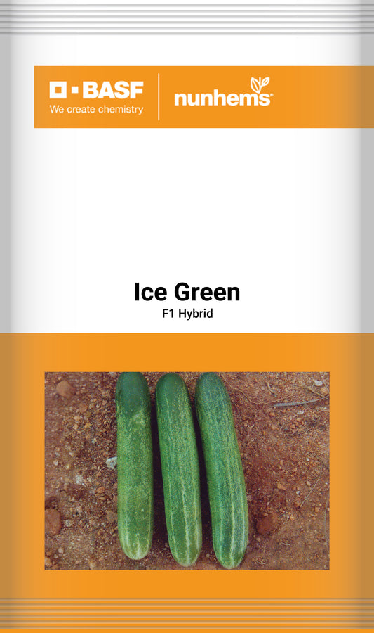 Ice_Green_Malik Seeds