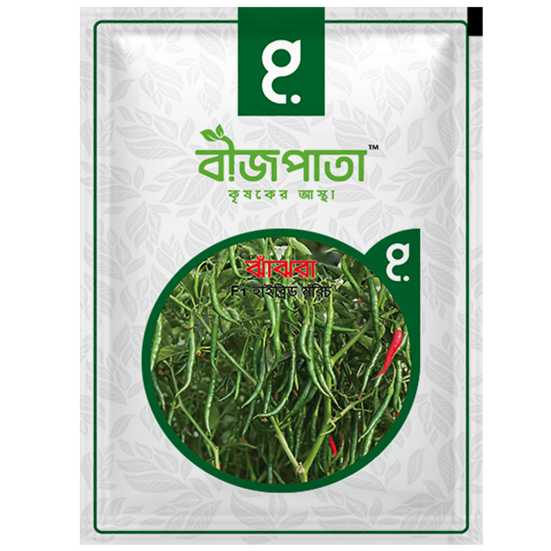 ঝাঁঝরা এফ১(Jhajhra)-হাইব্রিড মরিচ বীজ|বীজপাতা