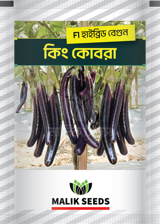 হাইব্রিড বেগুন- কিং কোবরা।এ আর মালিক সীডস।Hybrid Brinjal King Kobra।AR Malik Seeds