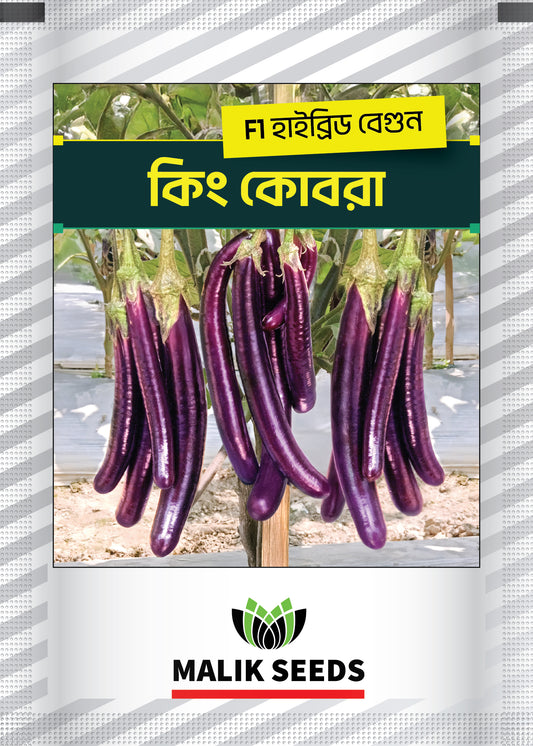 King_Cobra_Ar_Malik_Seed