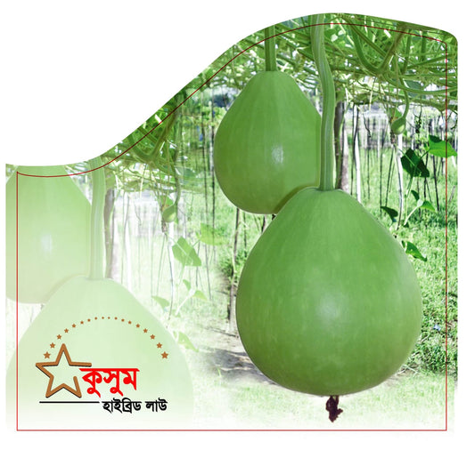 হাইব্রিড লাউ কুসুম।এ সি আই সীড।Hybrid Bottle Groud-Kusum।ACI Seed
