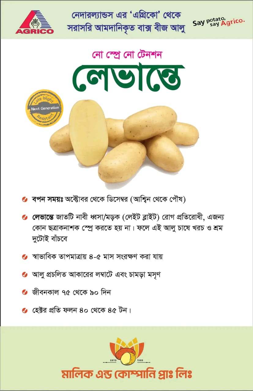 সাদা আলু-ল্যাভান্তে। এ আর মালিক সীডস White  potato- Levante। AR MALIK SEEDS
