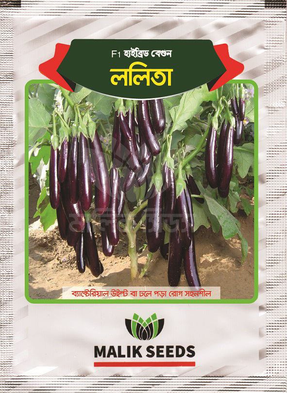 হাইব্রিড বেগুন-ললিতা।এ আর মালিক সীডস।Hybrid Brinjal-Lalita Seed ।AR Malik Seeds