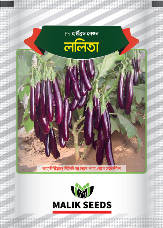 হাইব্রিড বেগুন-ললিতা।এ আর মালিক সীডস।Hybrid Brinjal-Lalita Seed ।AR Malik Seeds