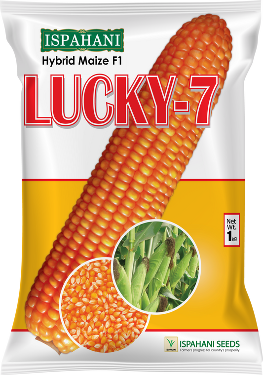 লাকি ৭|হাইব্রিড ভূট্টা বীজ|ইস্পাহানি এগ্রো|Lucky 7|Hybrid Maize Seed