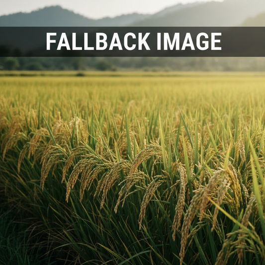 Paddy seed Fallback on Halal Agro Tech