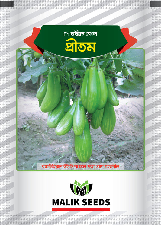 হাইব্রিড বেগুন- প্রীতম।এ আর মালিক সীডস।Hybrid Brinjal-Pritam Seed ।AR Malik Seeds