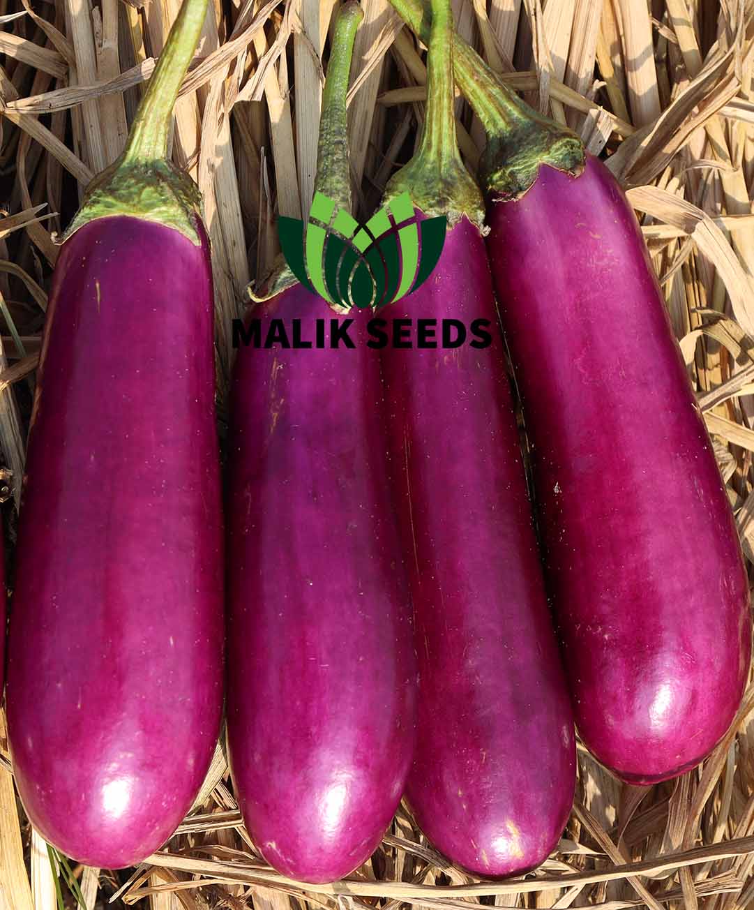 হাইব্রিড বেগুন- পার্পল বিউটি ।এ আর মালিক সীডস।Hybrid Brinjal Purple Beauty।AR Malik Seeds