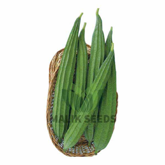 হাইব্রিড ঝিঙা-সাগর।এ আর মালিক সীড