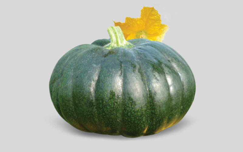 হাইব্রিড মিষ্টিকুমড়া বীজ-সুপ্রিমা |লালতীর|Hybrid Pumpkin Seed -Suprema|Lal Teer