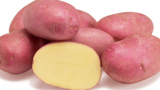 লাল আলু-এলুয়েট। এ আর মালিক সীডস।Red potato- Alouette। AR MALIK SEEDS