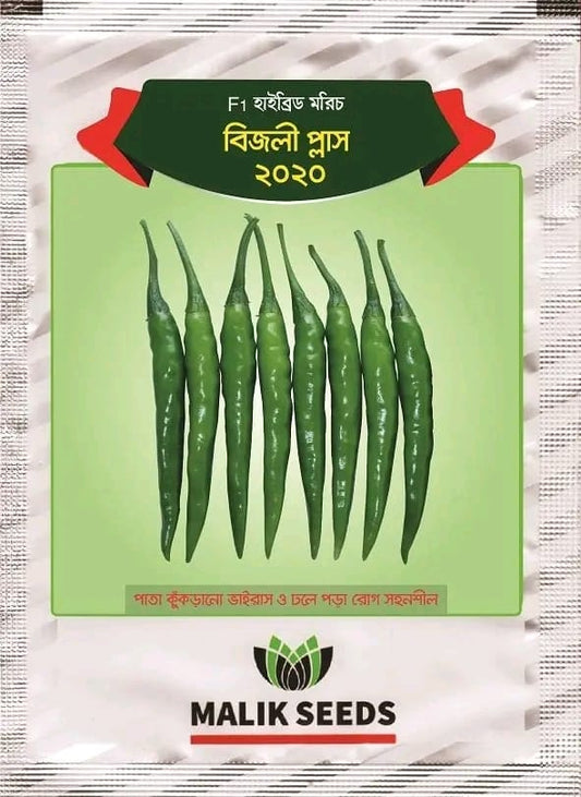 হাইব্রিড মরিচ-বিজলী প্লাস২০২০।এ আর মালিক সীডস।Hybrid Chili-Bijlee Plus-2020।AR Malik Seeds