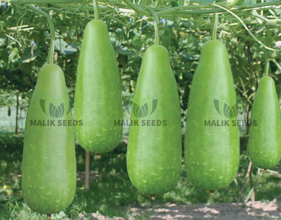 হাইব্রিড লাউ-পল্লবী । এ আর মালিক সীডস ।Hybrid Bottle Gourd-Pallabi।AR Malik Seeds