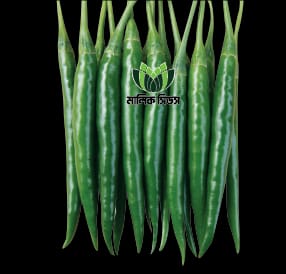 হাইব্রিড মরিচ-সুপার হট।এ আর মালিক সীডস।Hybrid chili-Super hot।AR Malik Seeds