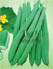 হাইব্রিড ঝিঙ্গা-সুরেখা।এ আর মালিক সীডস।Hybrid Snake Gourd-Shurekha।AR Malik Seeds