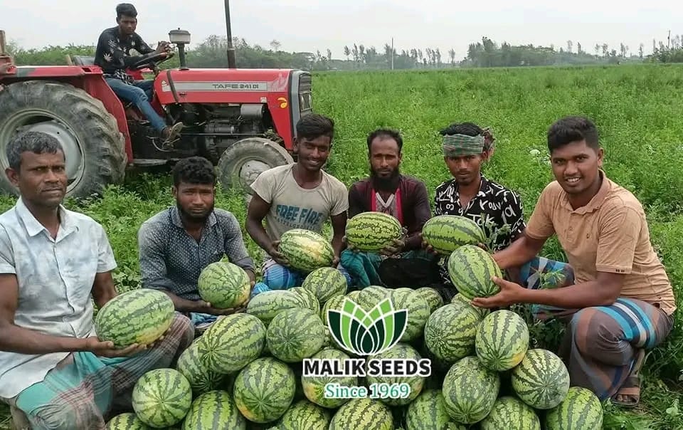হাইব্রিড তরমুজ-আস্তা।এ আর মালিক সীডস।Hybrid Watermelon-Aastha।AR Malik Seeds