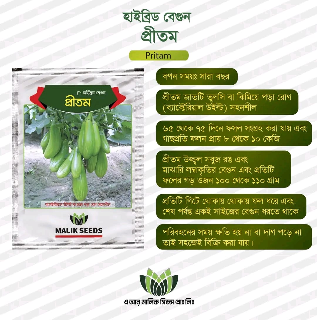 হাইব্রিড বেগুন- প্রীতম।এ আর মালিক সীডস।Hybrid Brinjal-Pritam Seed ।AR Malik Seeds