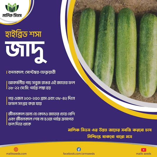 হাইব্রিড শসা-জাদু ।এ আর মালিক সীডস।Hybrid Cucumber-Jaadu।AR Malik Seeds