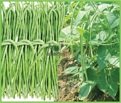 উচ্চ ফলনশীল ছোট বরবটি- আনন্দ।এ আর মালিক সীডস।Yard long-Ananda।AR Malik Seeds